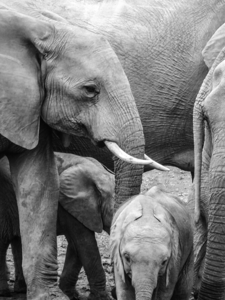 elephants, pachyderm, south africa-2776143.jpg